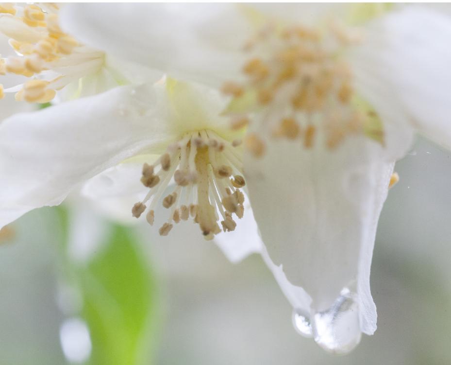 Philadelphus