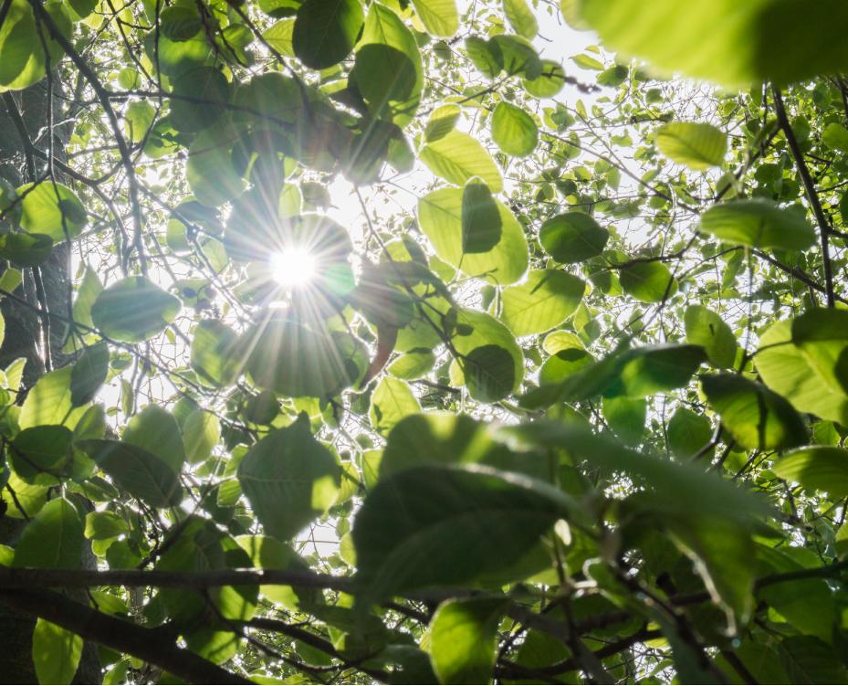 PLTsunleaves