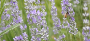 honeybee in lavender flowers
