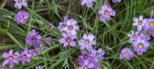 Blue-eyed grass flowers